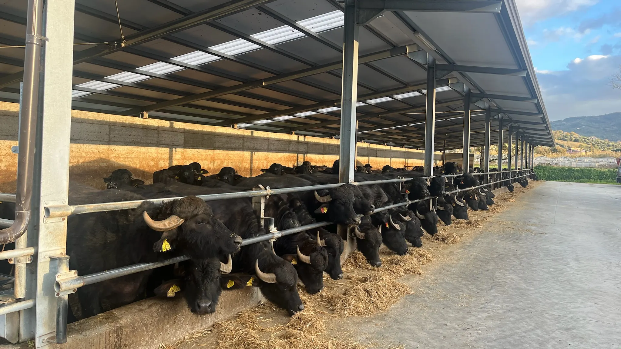 Bufale mediterranee alla rastrelliera nella stalla di Masseria Cilentana ad Agropoli