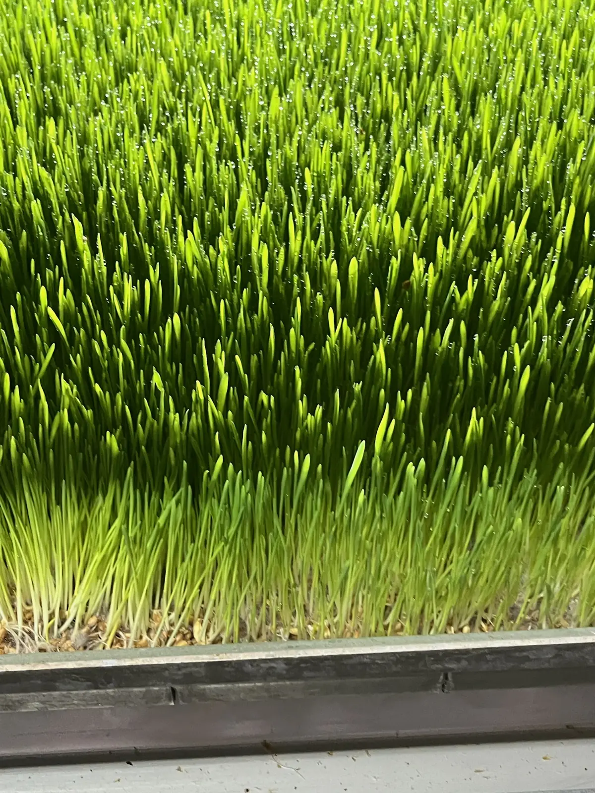 Tappeto di orzo germogliato in un canale HydroGreen di Masseria Cilentana