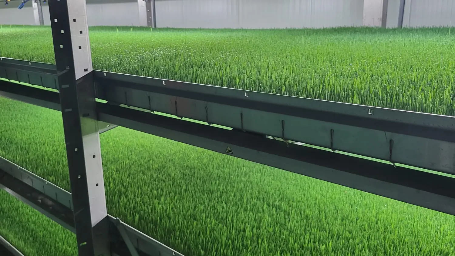 Scaffali del sistema HydroGreen con tappeti di orzo germogliato su più livelli