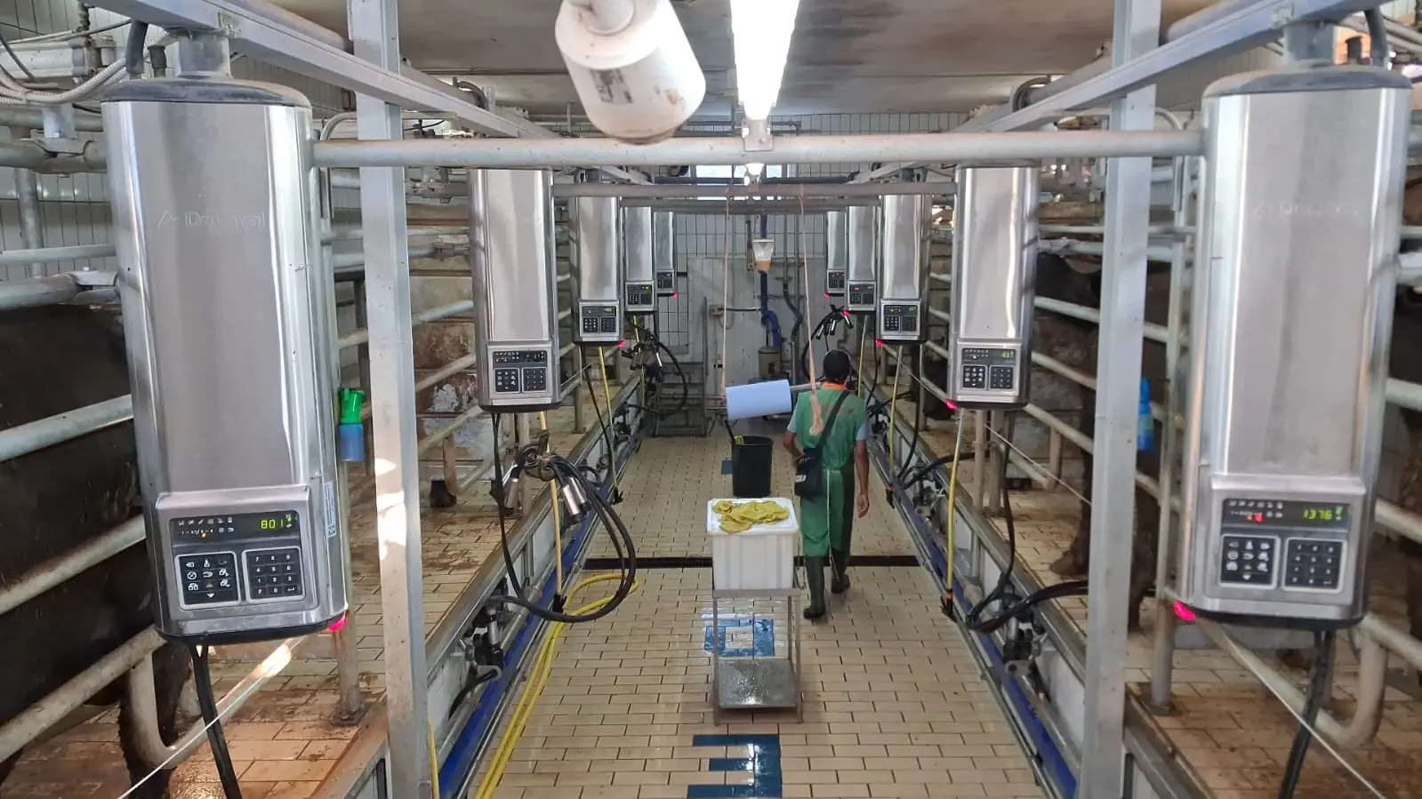 La sala di mungitura di Masseria Cilentana con i gruppi di mungitura DeLaval